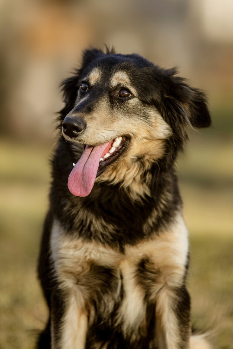 Kisállatfotózás Gyöngyös, Budapest, Eger, Heves megye.