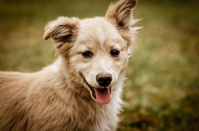Kisállatfotózás Gyöngyös, Budapest, Eger, Heves megye.