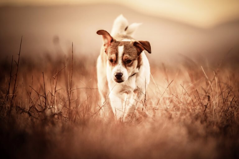 Kisállatfotózás Gyöngyös, Budapest, Eger, Heves megye.