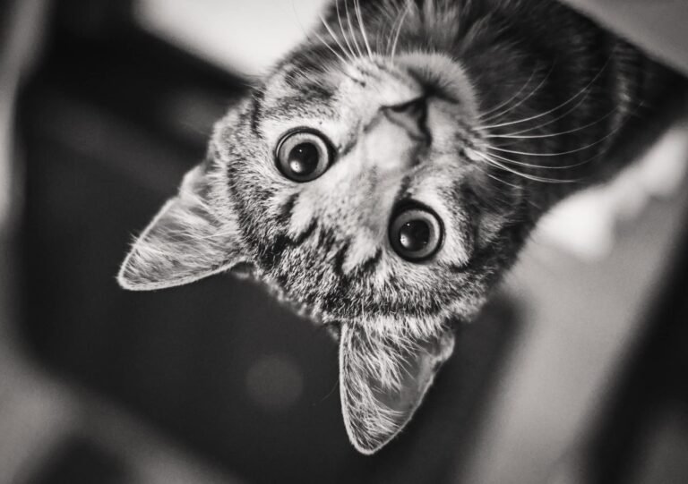 Kisállatfotózás Gyöngyös, Budapest, Eger, Heves megye.