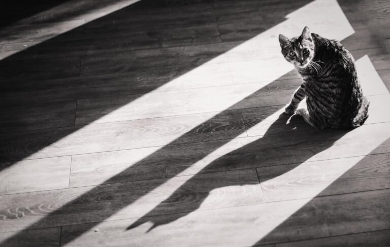 Kisállatfotózás Gyöngyös, Budapest, Eger, Heves megye.