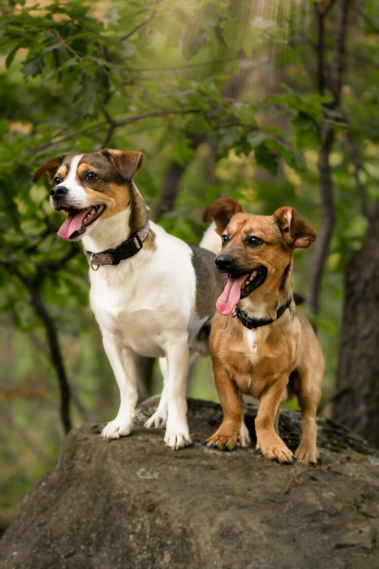 Kisállatfotózás Gyöngyös, Budapest, Eger, Heves megye.