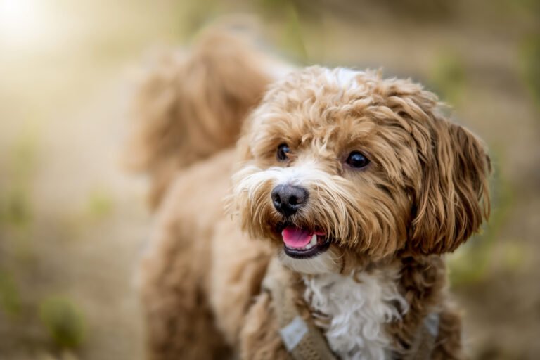 Kisállatfotózás Gyöngyös, Budapest, Eger, Heves megye.