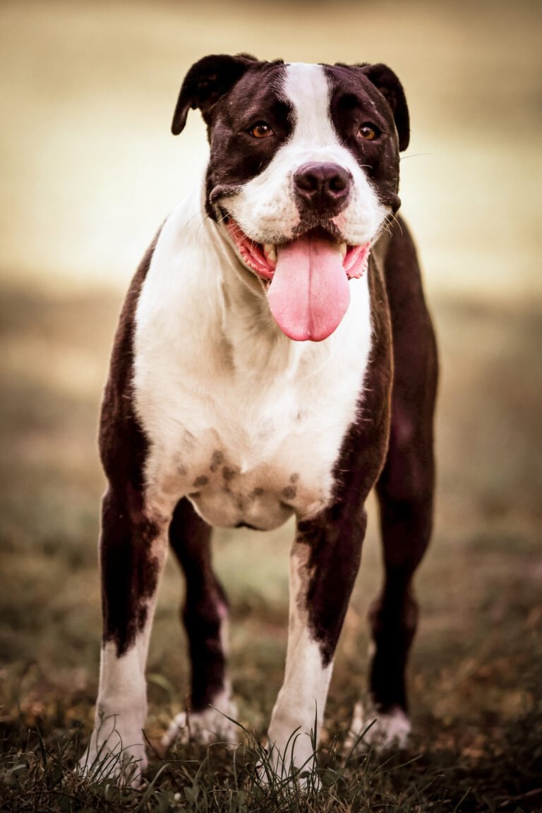 Kisállatfotózás Gyöngyös, Budapest, Eger, Heves megye.