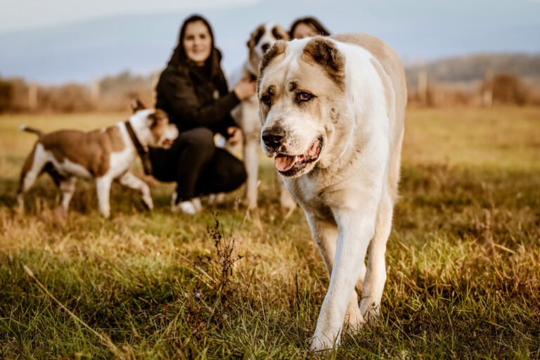 Kisállatfotózás Gyöngyös, Budapest, Eger, Heves megye.