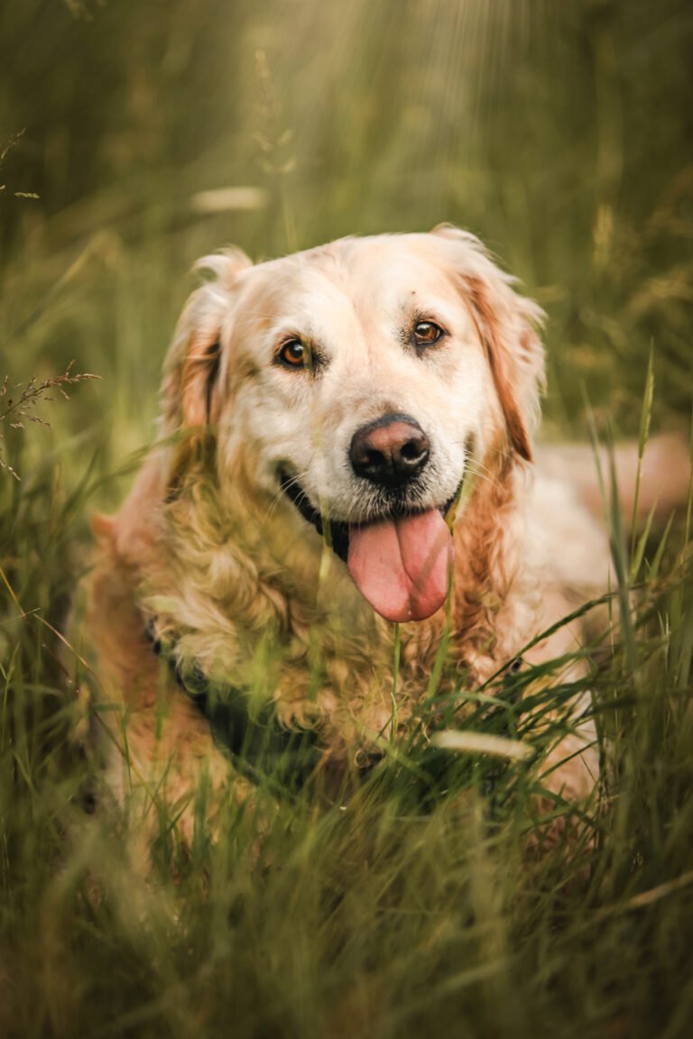 Kisállatfotózás Gyöngyös, Budapest, Eger, Heves megye.