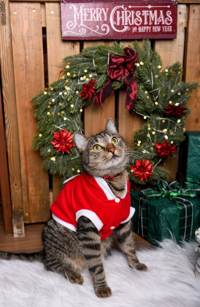 Karácsonyi fotózás Gyöngyös, Budapest, Heves megye