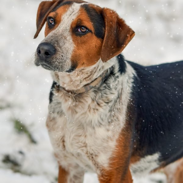 Kisállatfotózás Gyöngyös, Budapest, Eger, Heves megye.