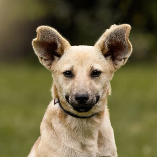 Kisállatfotózás Gyöngyös, Budapest, Eger, Heves megye.