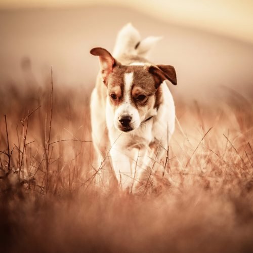 Kisállatfotózás Gyöngyös, Budapest, Eger, Heves megye.