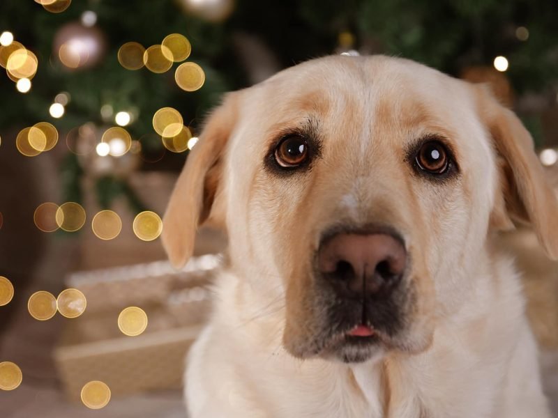 Karácsonyi fotózás Gyöngyös, Budapest, Heves megye.