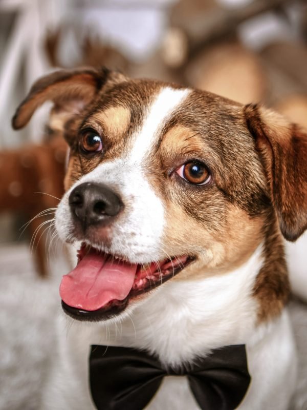 Karácsonyi fotózás Gyöngyös, Budapest, Heves megye