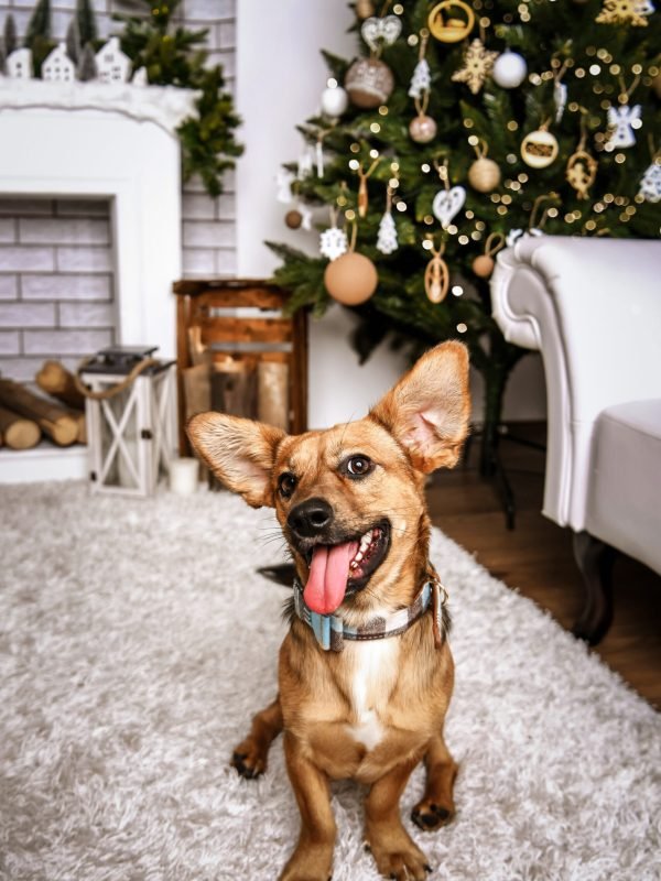 Karácsonyi fotózás Gyöngyös, Budapest, Heves megye