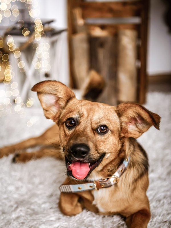 Karácsonyi fotózás Gyöngyös