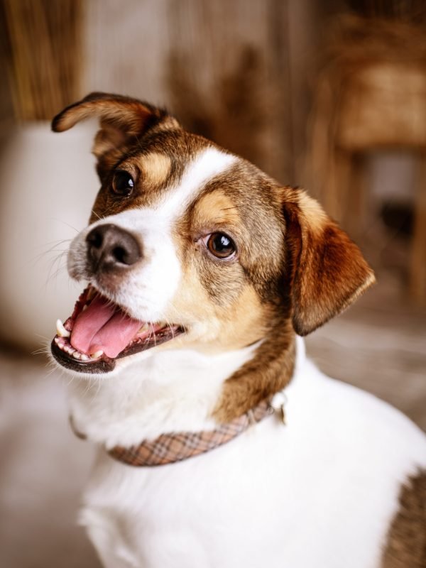 Kisállatfotózás Gyöngyös, Budapest, Eger, Heves megye.