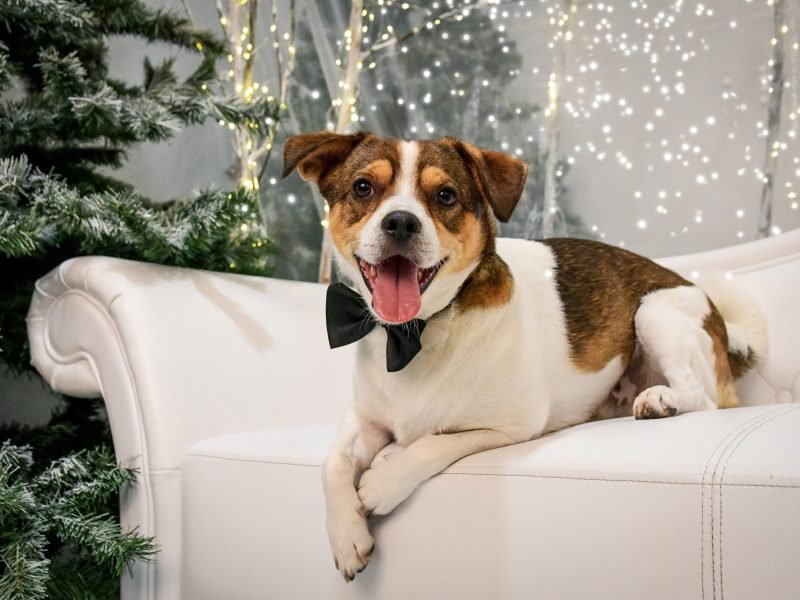 Karácsonyi fotózás Gyöngyös, Budapest, Heves megye