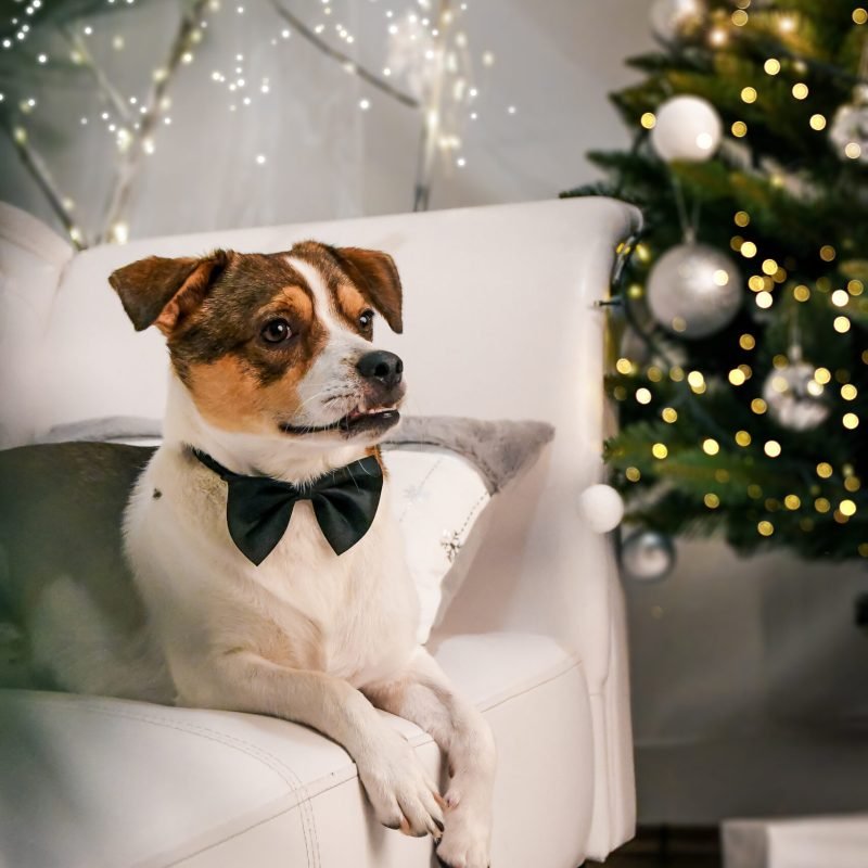 Karácsonyi fotózás Gyöngyös, Budapest, Heves megye