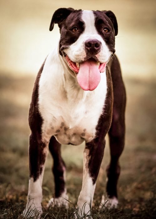 Kisállatfotózás Gyöngyös, Budapest, Eger, Heves megye.