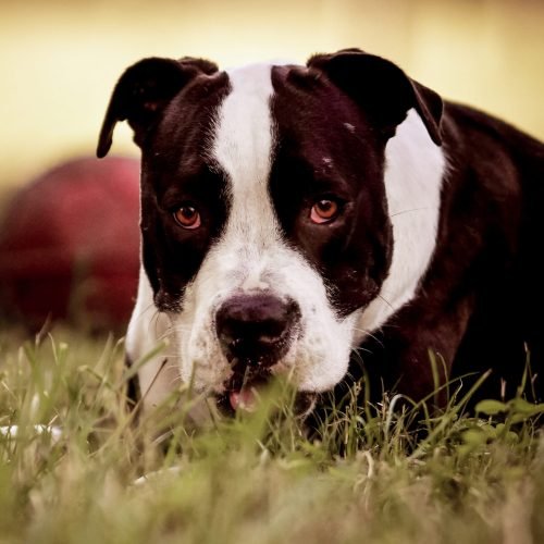 Kisállatfotózás Gyöngyös, Budapest, Eger, Heves megye.