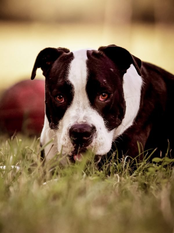 Kisállatfotózás Gyöngyös, Budapest, Eger, Heves megye.