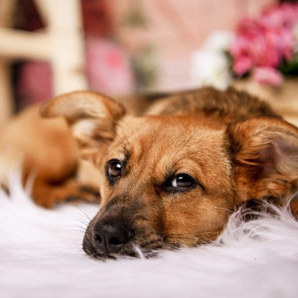 Kisállatfotózás Gyöngyös, Budapest, Eger, Heves megye.