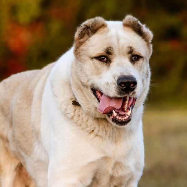 Kisállatfotózás Gyöngyös, Budapest, Eger, Heves megye.