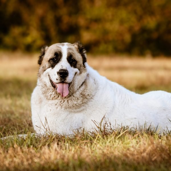 Kisállatfotózás Gyöngyös, Budapest, Eger, Heves megye.