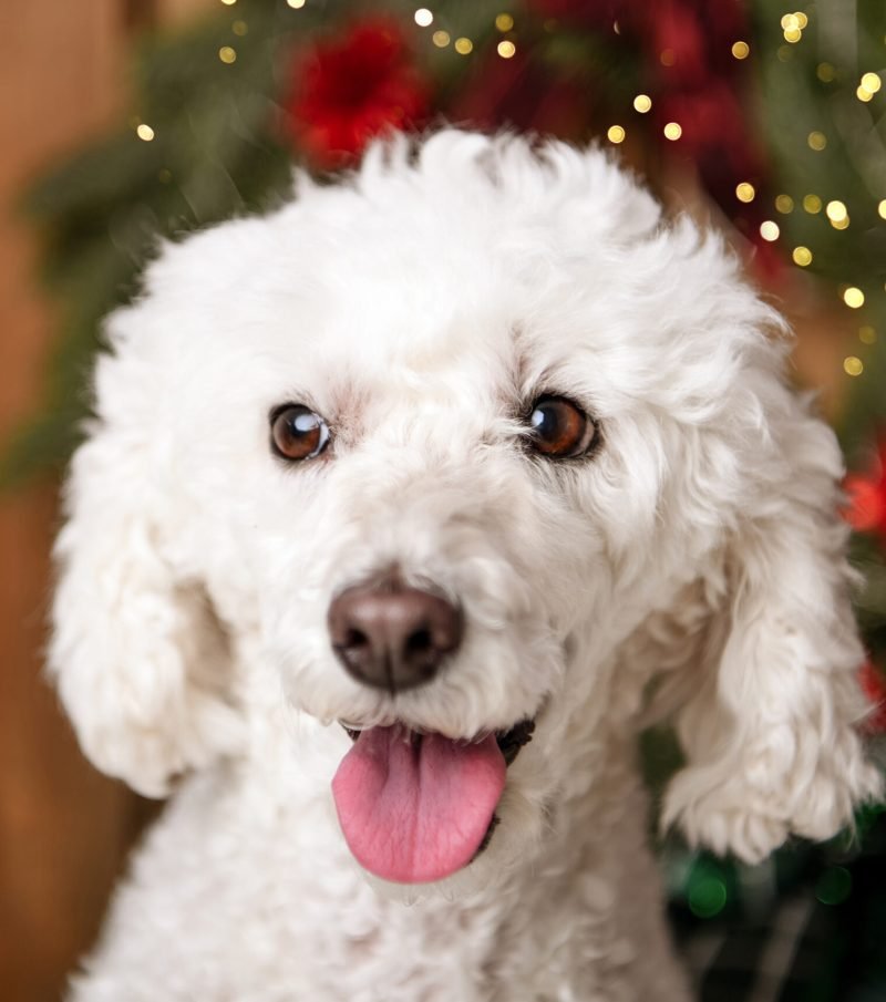 Karácsonyi fotózás Gyöngyös, Budapest, Heves megye
